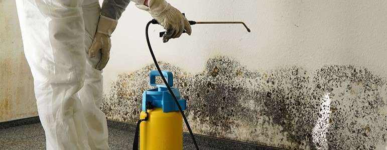 Mold Removal